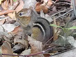 Eastern chipmunk (Tamias striatus).