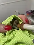 Eastern Cottontail being fed by syringe, eyes are covered to reduce stress.