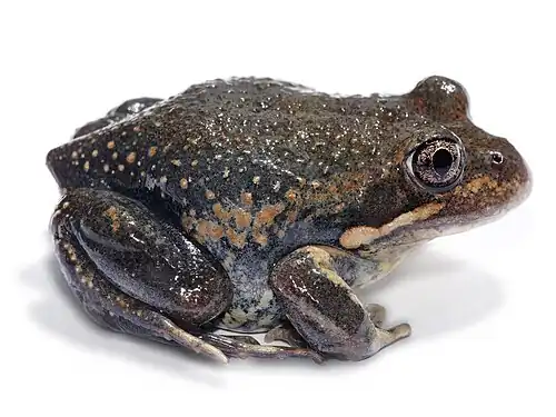 An Eastern Banjo Frog, found in eastern Australia.