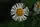 Erigeron annuus, eastern daisy fleabane, White Cliff Fen and Forest