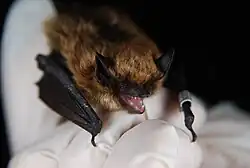 Brown bat