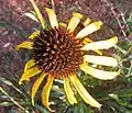 Flower from above