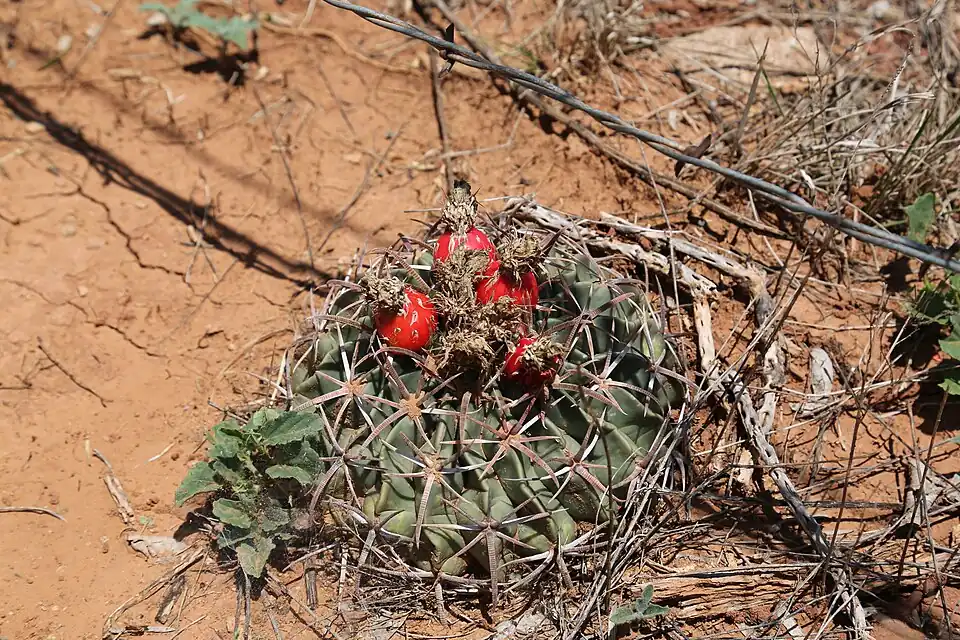 Plant fruiting in Truscott Brine Lake, Texas