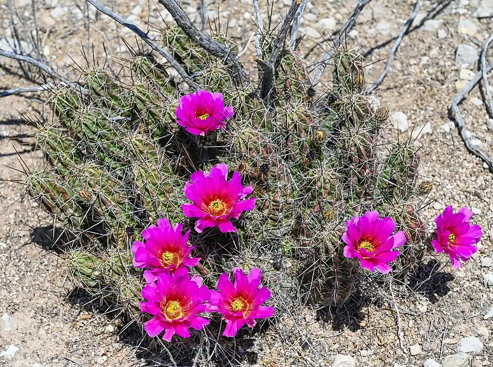 Echinocereus enneacanthus carnosus in Langtry, Texas