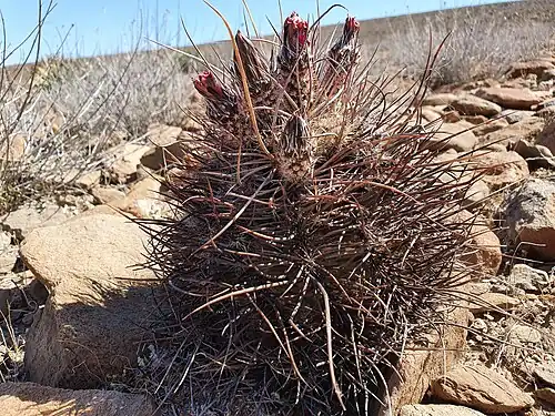 Plant blooming in Ensenada, Baja California