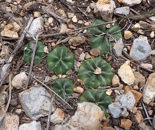 Habitat in Lagunillas, Nuevo Leon, Mexico