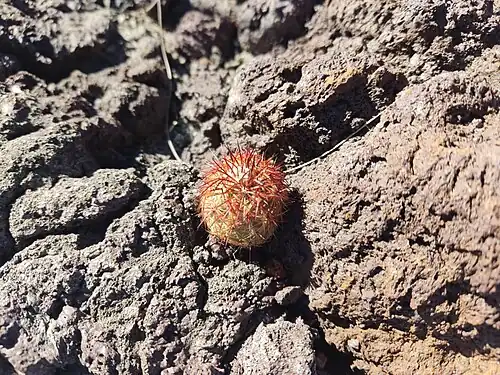 Plant growing in Veintisiete de Noviembre, Durango, Mexico