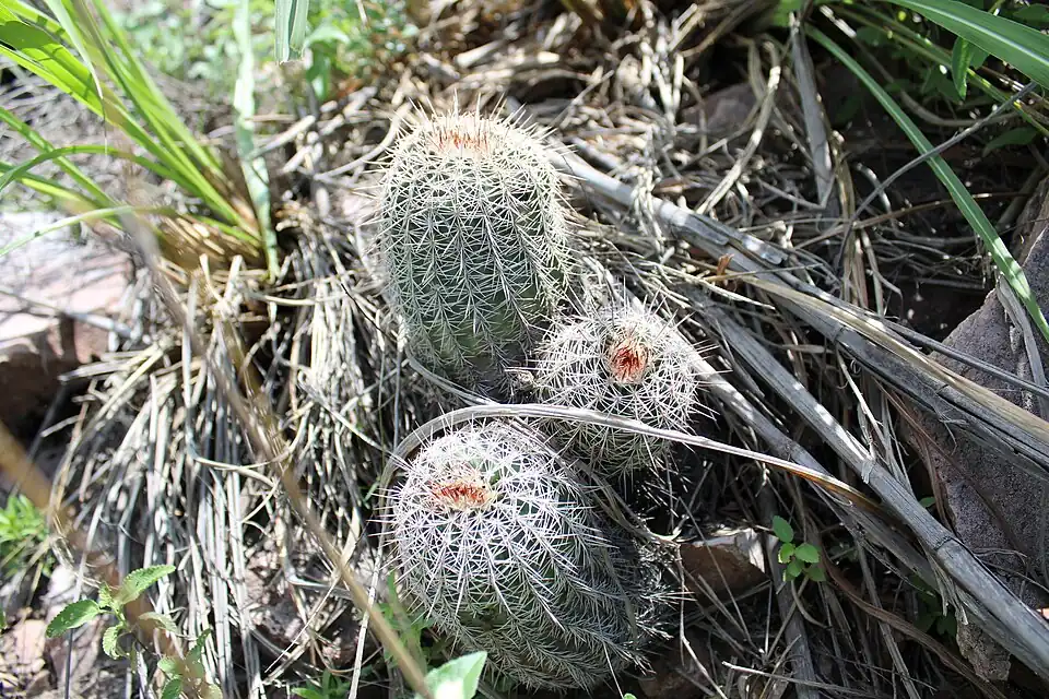 Habitat in Puerto del Aguililla, Durango, Mexico