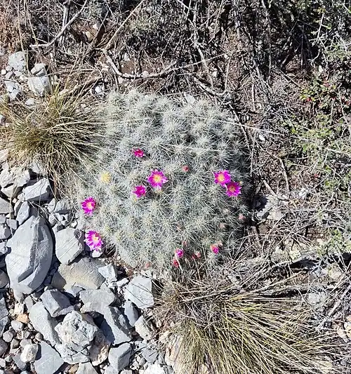 Echinocereus parkeri subsp. arteagensis habitat in El Jonuco, Nuevo Leon, Mexico