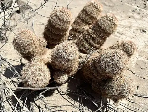 Plants growing in habitat in Texas