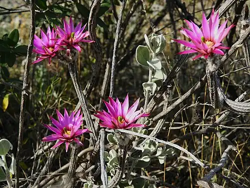 Plant blooming in Coahuila, Mexico