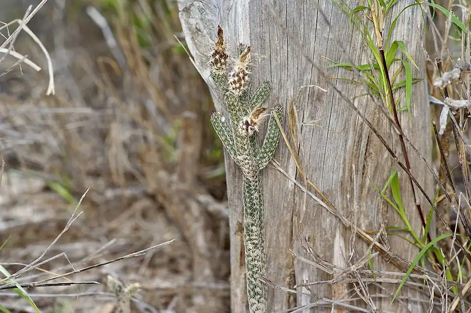 Plant growing in Zapata, Texas