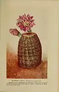 Echinocereus rigidissimus