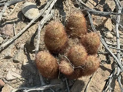Habitat in Castolon, Texas