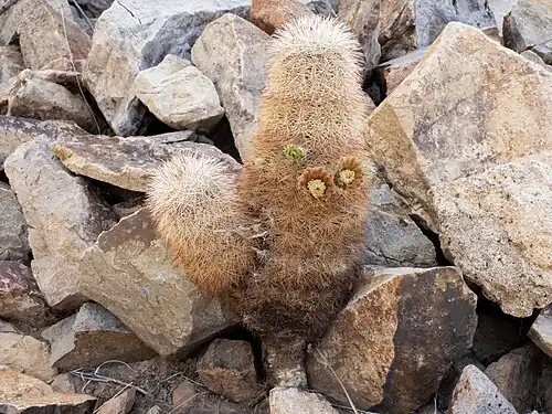 Plant blooming in habitat