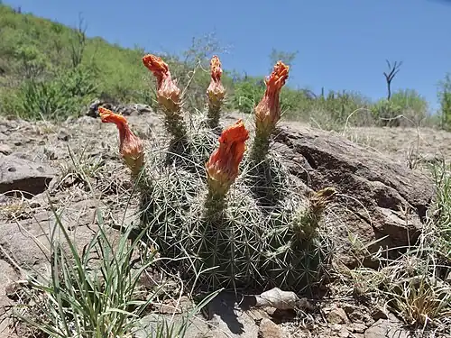 Habitat in Nácori Chico, Sonora, Mexico