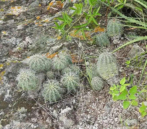 Echinocereus subinermis ochoterenae growing in Campanilla, Sinaloa, Mexico