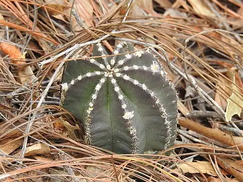 Echinocereus subinermis subinermis habitat in Bacacoragua, Sinaloa, Mexico