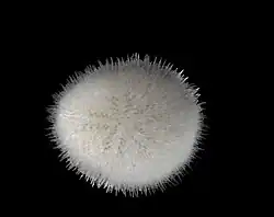 Echinocyamus pusillus alive.