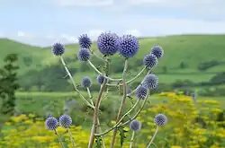 Echinops setifer in Japan