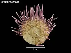 Oral view
