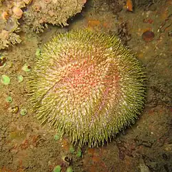 Echinus esculentus, Echinidae