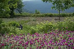 A field of Echium in Neka County