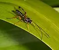 Echthromorpha intricatoria