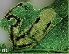 Frass in the oak leaf mine of a final instar larva of the moth Ectoedemia heckfordi