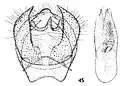 Male genitalia