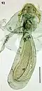 Female genitalia