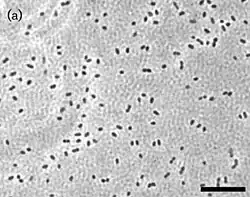 Edaphobacter modestus