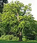 European chestnut.