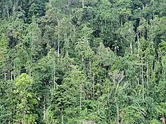 Edge of Aketajawe-Lolobata National park