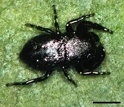 Female