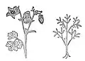 Figure examples. Left - true to nature: Egilops (Chapt. 162). Right - not true to nature: Cassia lignea (Chapt. 126)