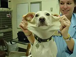 Same dog with EDS