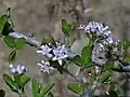 In flower
