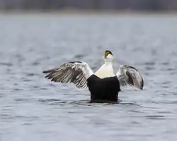 A Drake Common Eider in the Nonesuch River, Scarborough, Maine