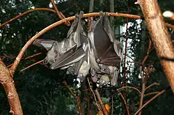 Gray bats