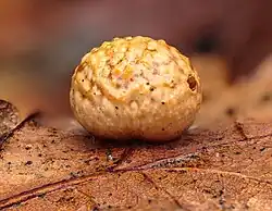 An oak leaf gall on the underside of an oak leaf.