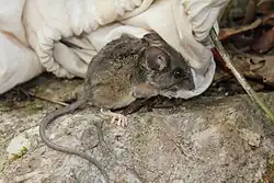 Brown mouse