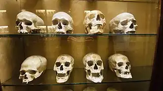 Guanche skulls on display