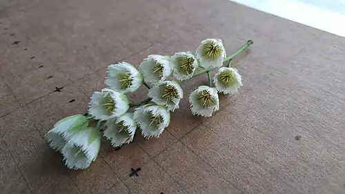 Inflorescence