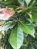 Leaves