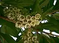 var. ellipticus