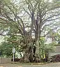 This big Elaeocarpus sylvestris tree is located in Hihayo Tenjin Shrine, Ito city, Shizuoka Prefecture, Japan. It is Japan's biggest Elaeocarpus sylvestris.