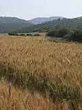 Elah valley in Spring, with ripening grain