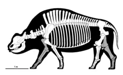 Skeletal reconstruction of Elasmotherium sibiricum