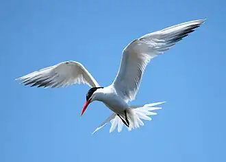 Fishing at Bolsa Chica Ecological Reserve, California